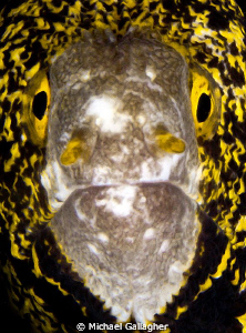 Snowflake moray eel portrait, Milne Bay, PNG by Michael Gallagher 